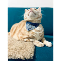 Aoyama Daruma Kofu cat dog pet collar 古布 猫 犬 ペット 首輪